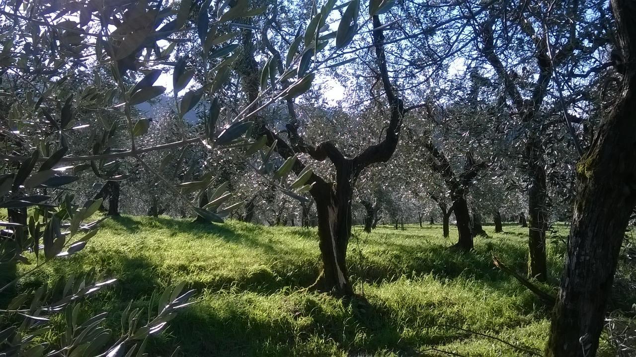פיסטויה Villa Pacinotti מראה חיצוני תמונה